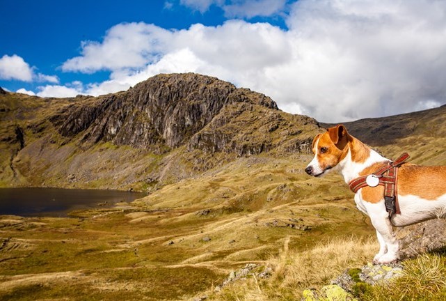 VOW's hiking canine mascot, Samson, preparing for the Climb of Life